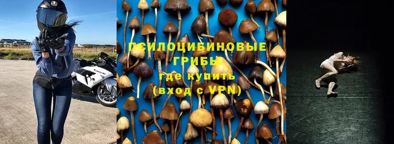 даркнет состав  Вязники  Галлюциногенные грибы Psilocybe  где купить наркоту 